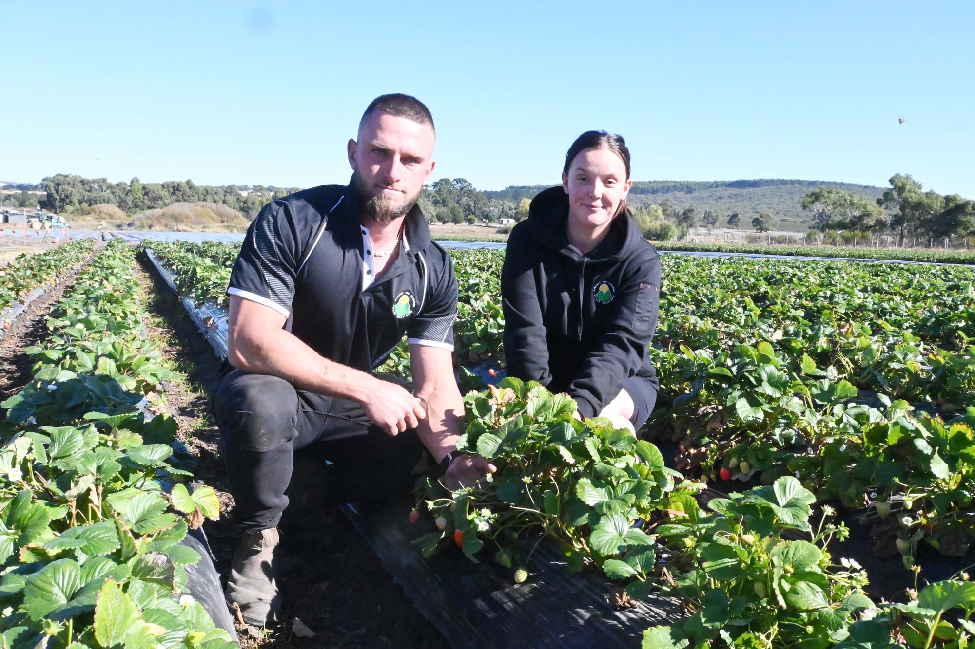 RIPE FOR THE PICKING: A look at this year’s strawberry season