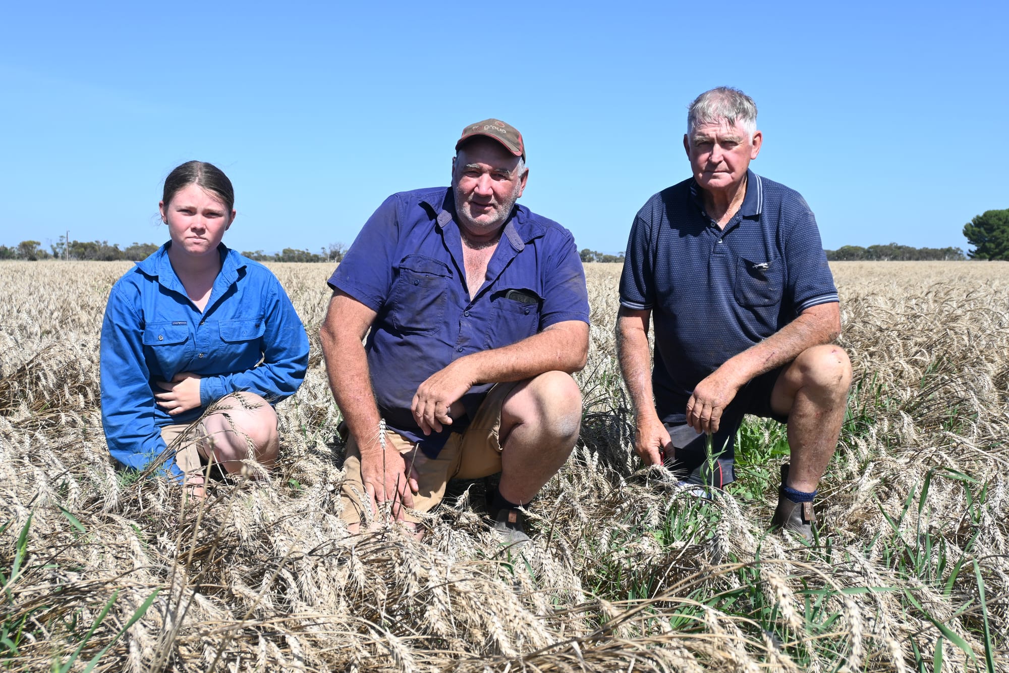 Milang farmer’s hopes rained on due to unseasonably wet weather