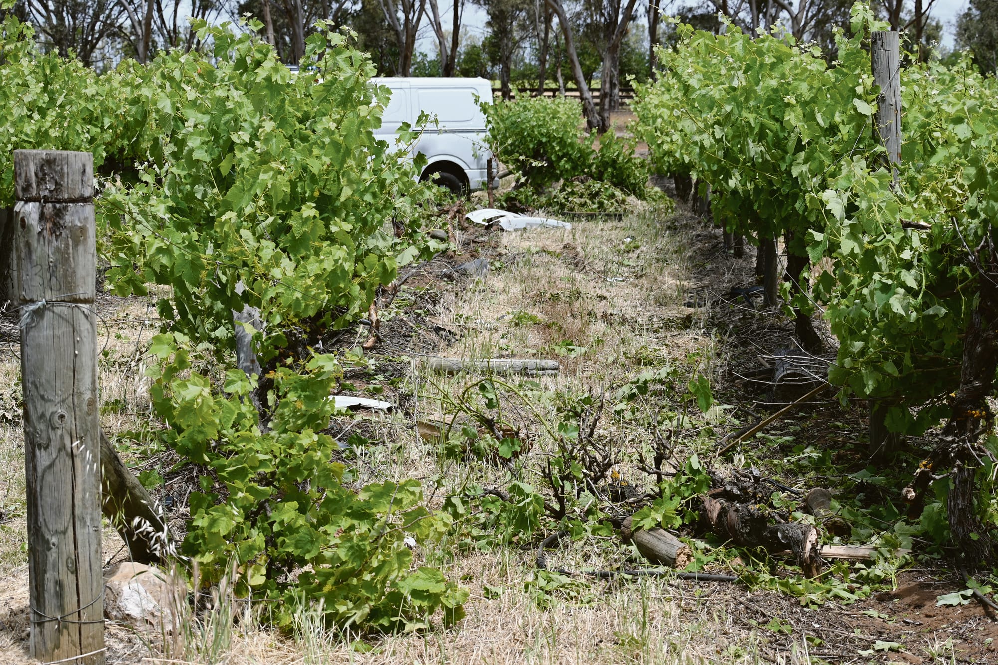 Van crashes into Langhorne Creek vineyard