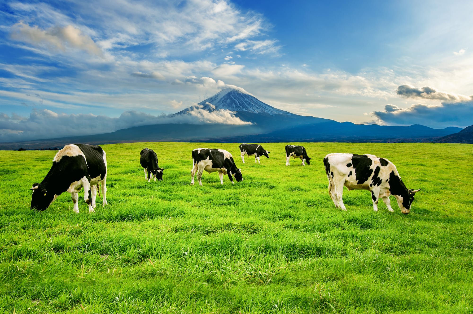 Another blow for dairy farmers