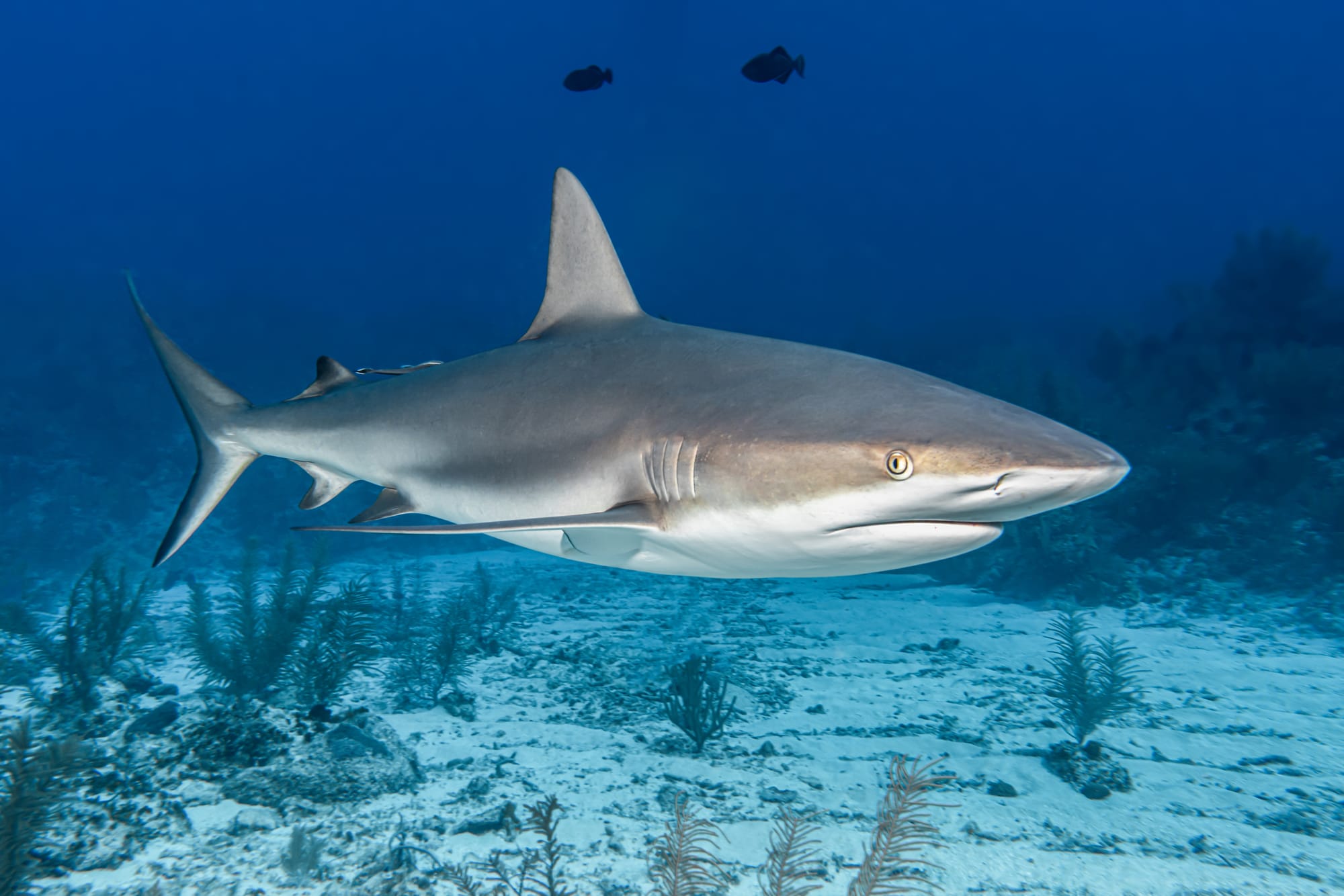 Shark patrols extended again