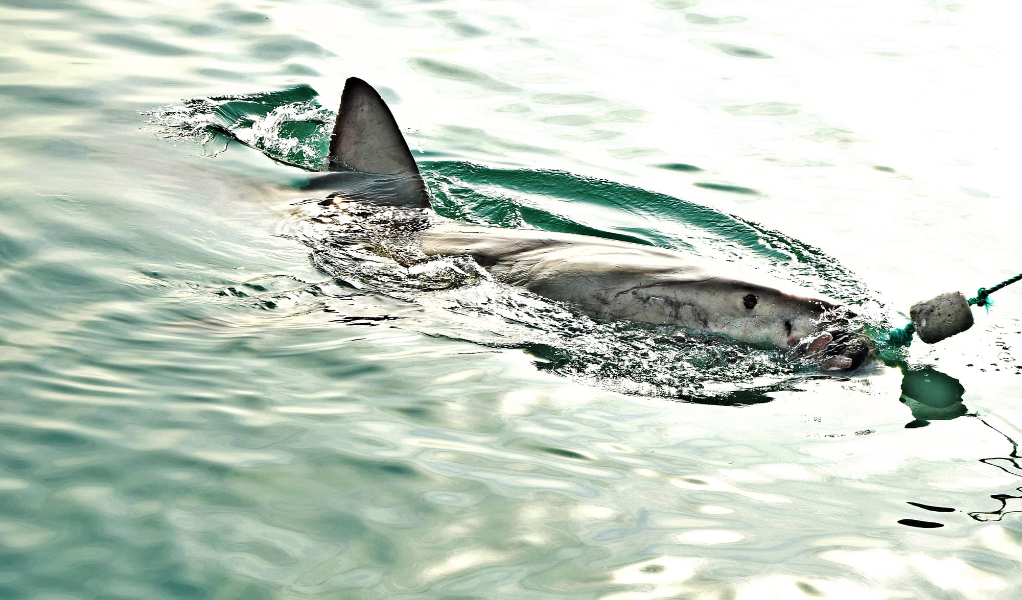 Shark patrols extended