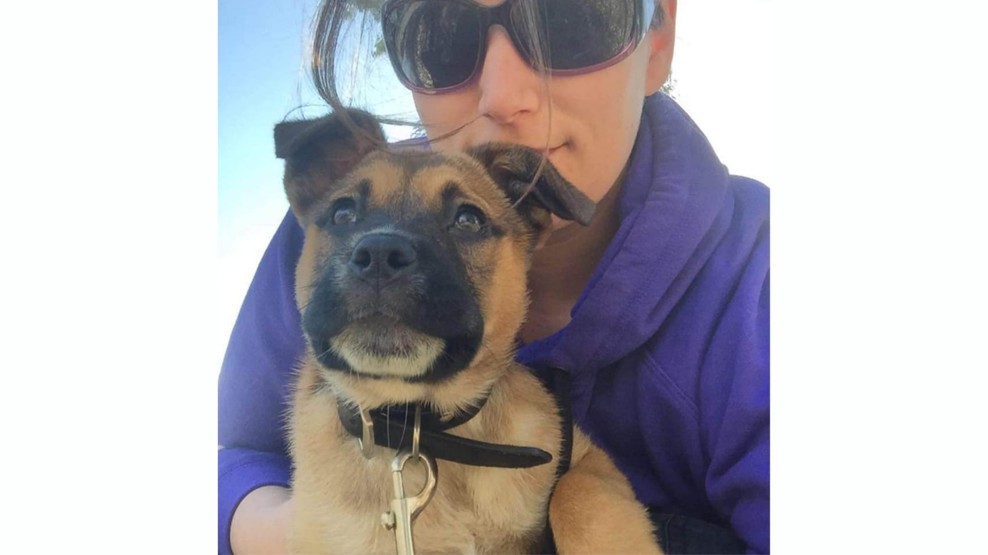 Jail term for Hayborough dog killer who murdered neighbour’s beloved pet