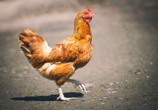 ‘Watch and act’ alert for poultry owners