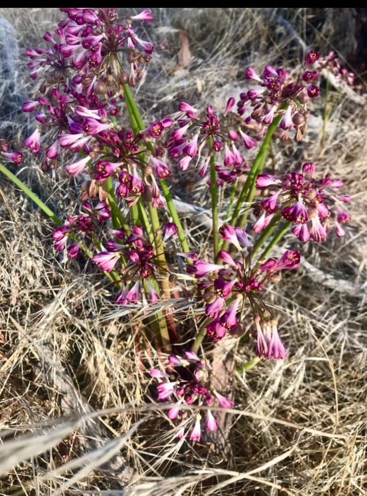 BEAUTIFUL BLOOMS: native garland lilies are popping up across the Fleurieu region