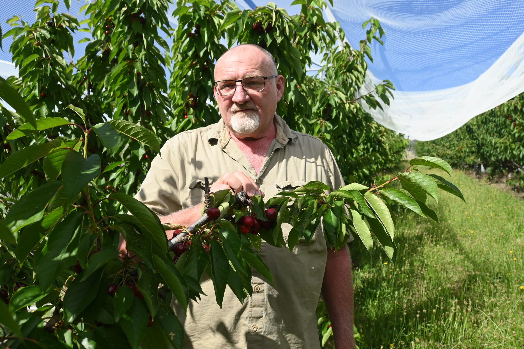 Wild weather wipes out local cherries