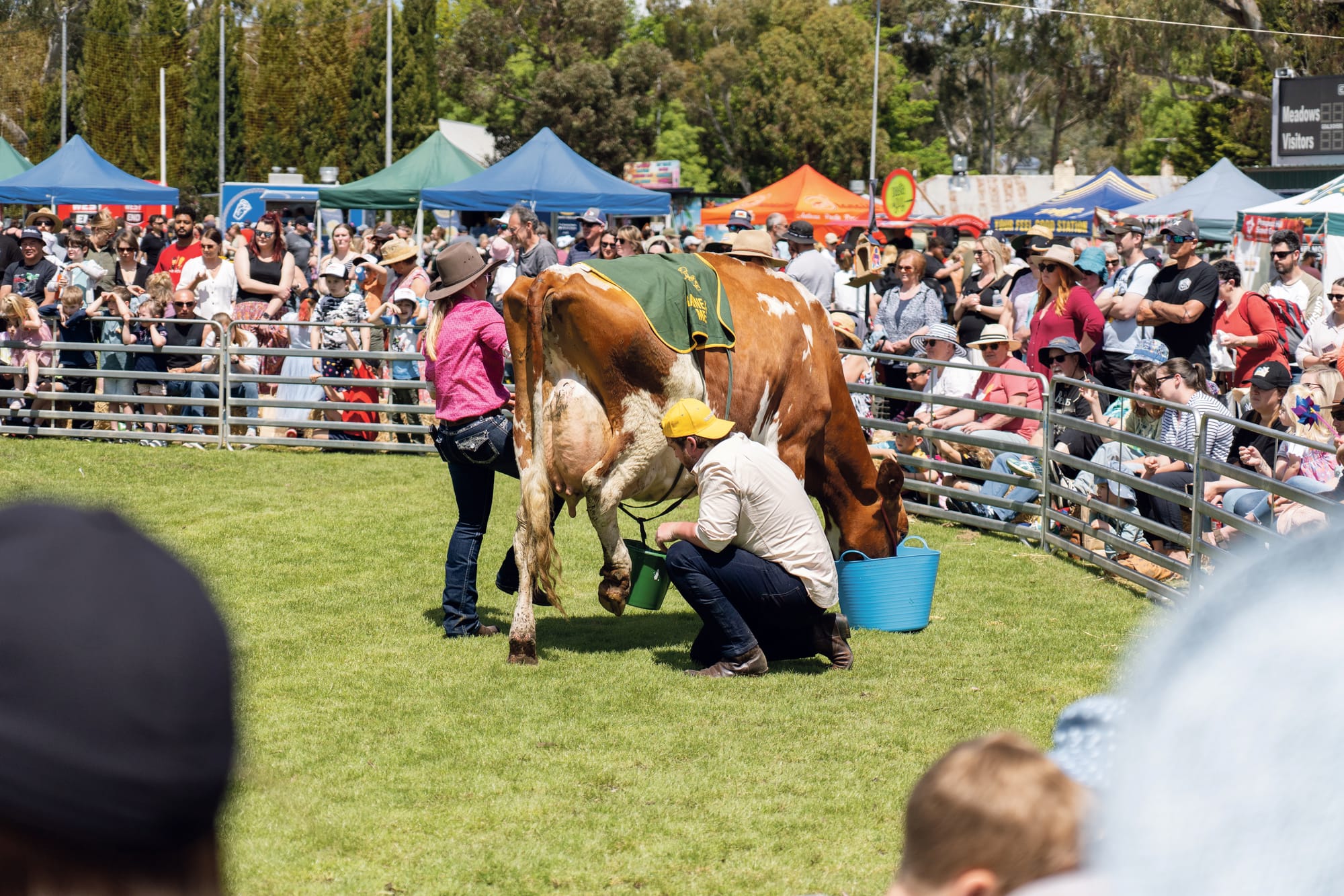 Meadows Fair celebrates 40th anniversary