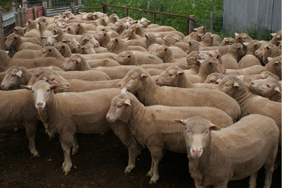 A healthy distance advised for livestock welfare