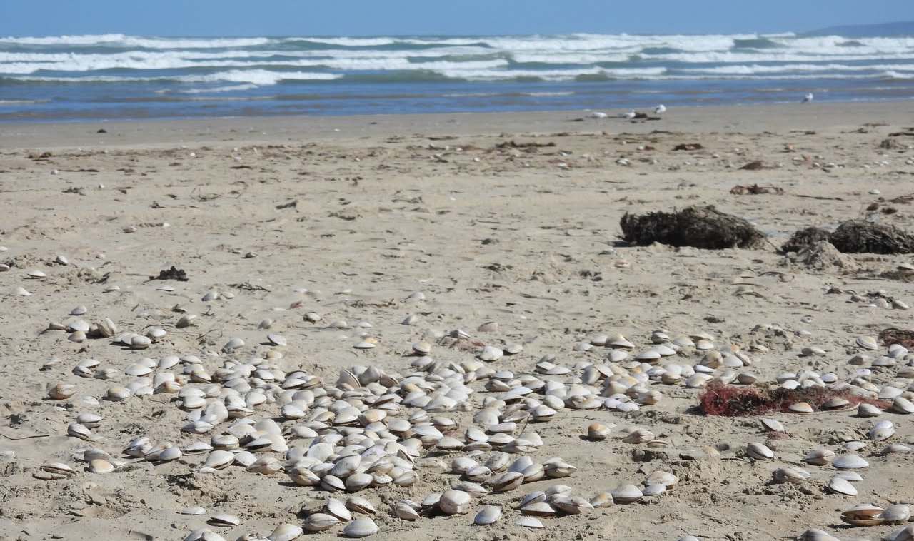 Industries given algal bloom update