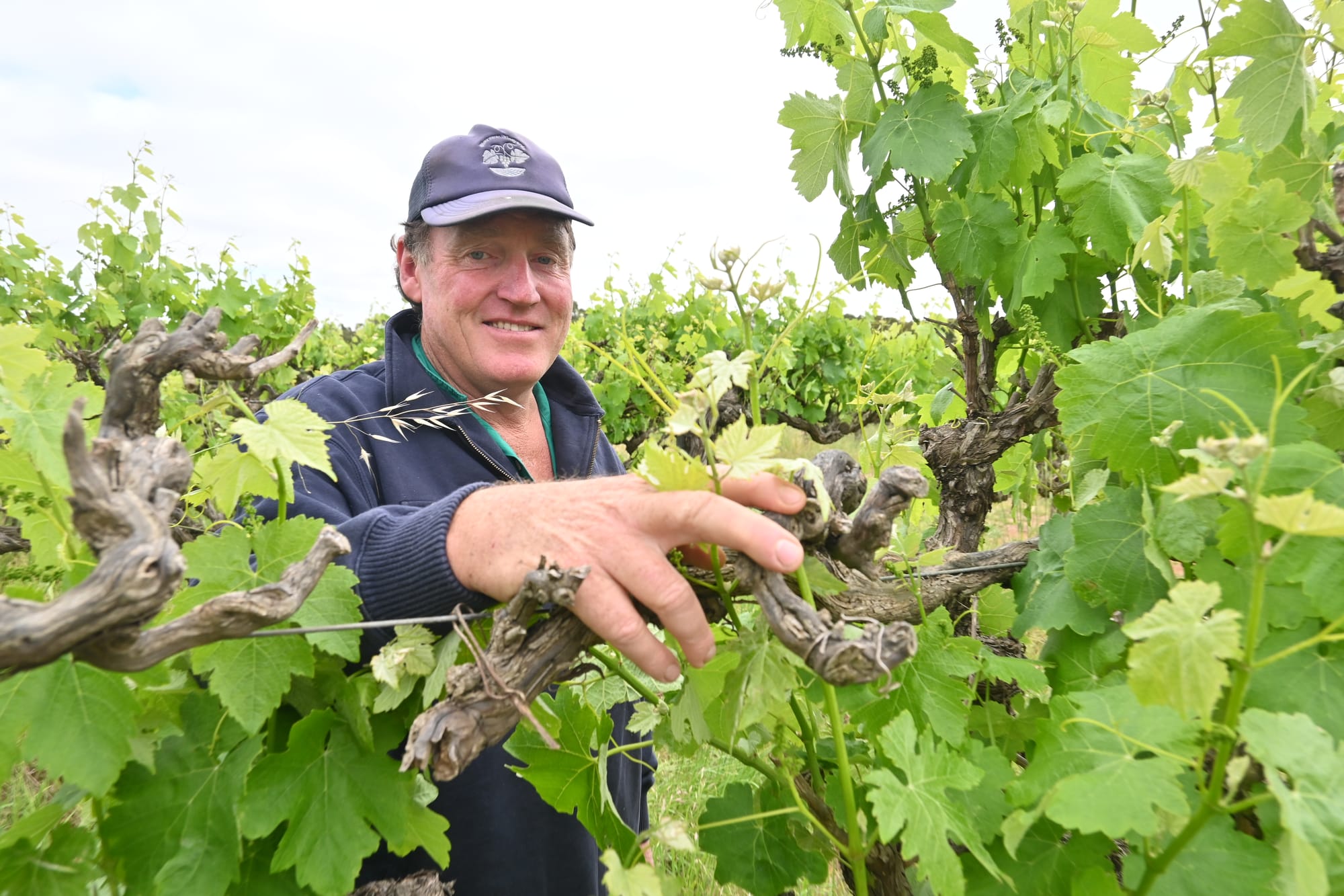 Grape start to the growing season