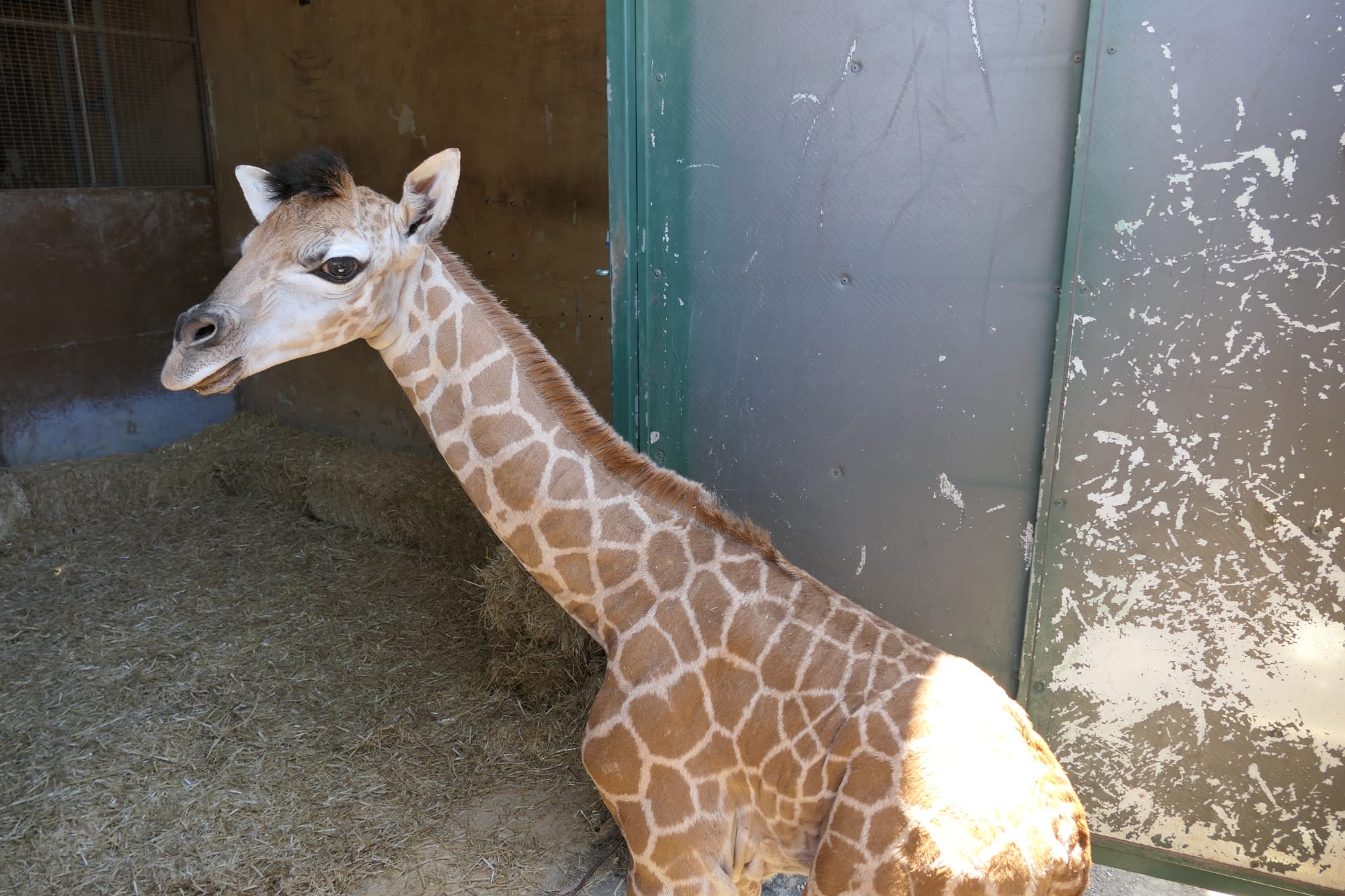 Monarto welcomes long-legged baby