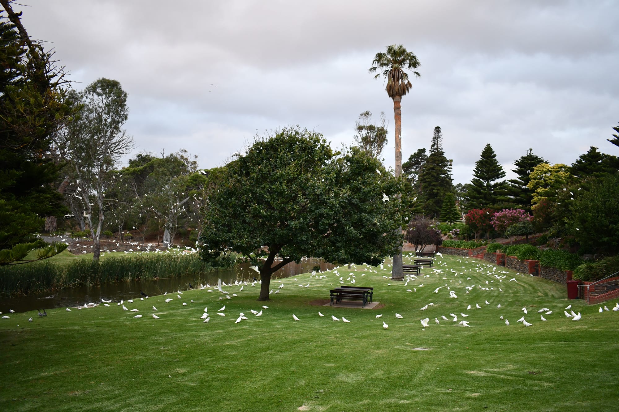 PLAGUE PROPORTIONS: Little Corellas ruffle the wrong feathers