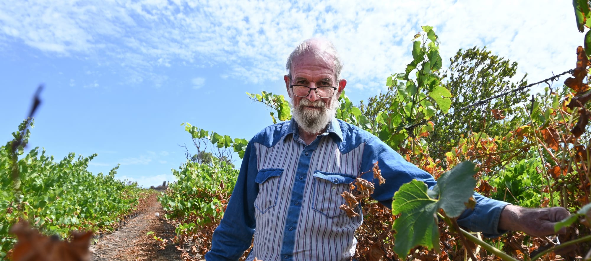 Fears vintage lost for grape grower