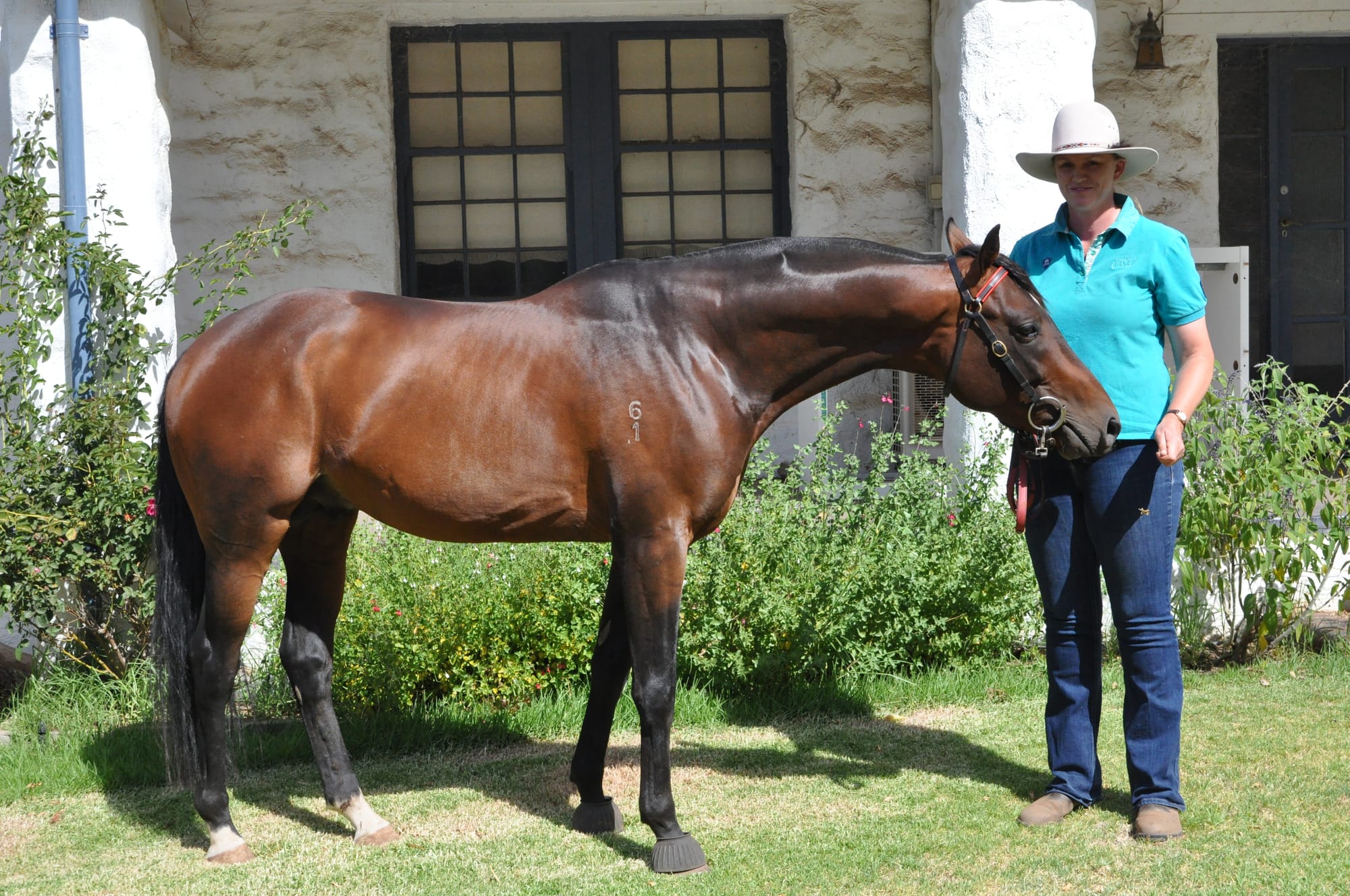 Celebrating the Australian Stock Horse
