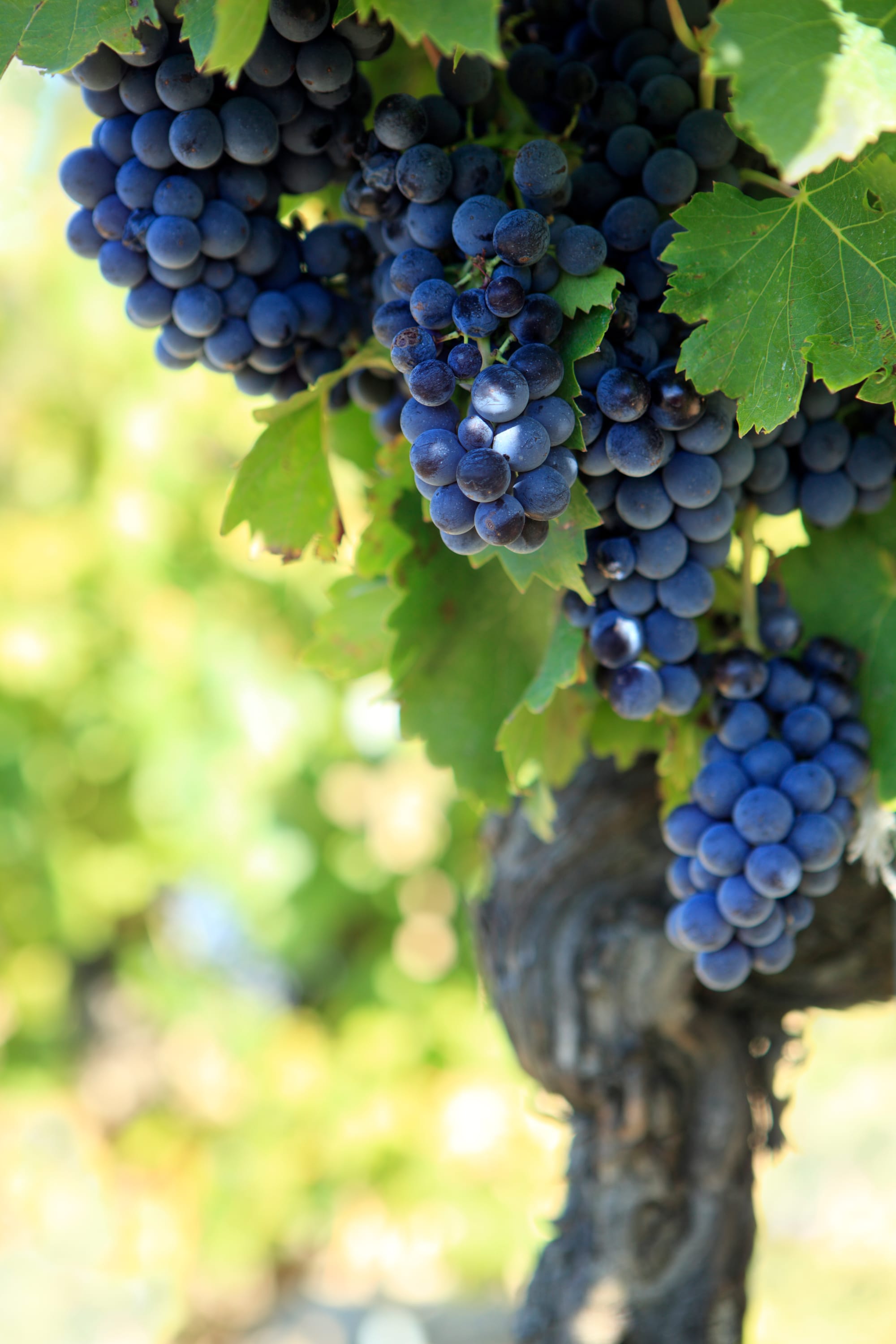 Oversupply still impacting grape growers
