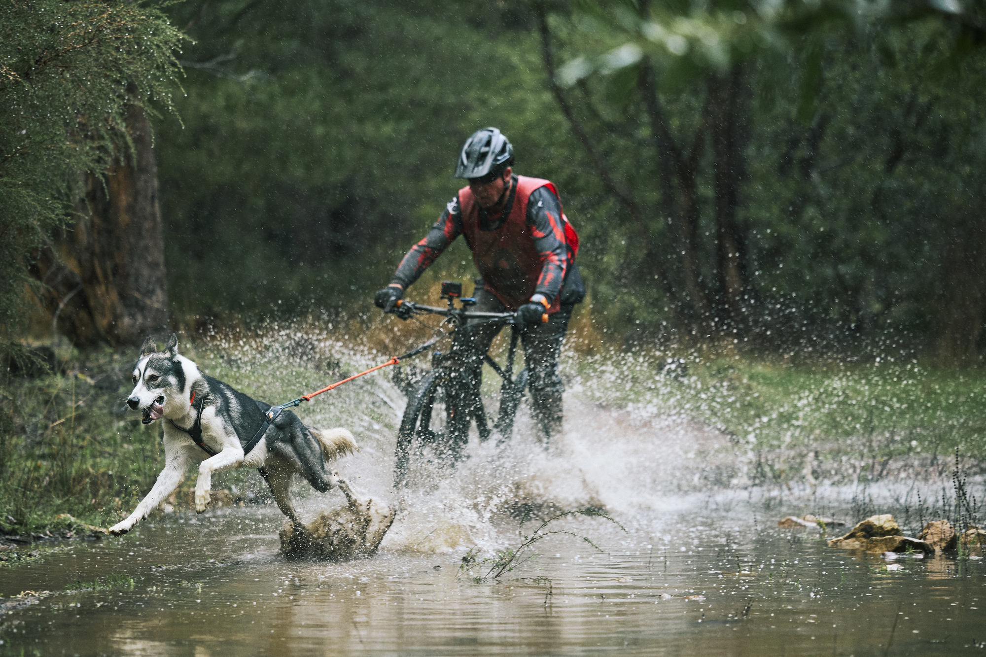 Sled dogs conquer Kuipto Forest