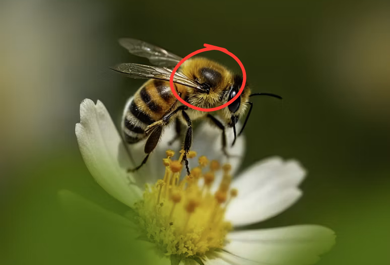 Buzz kill for local bees