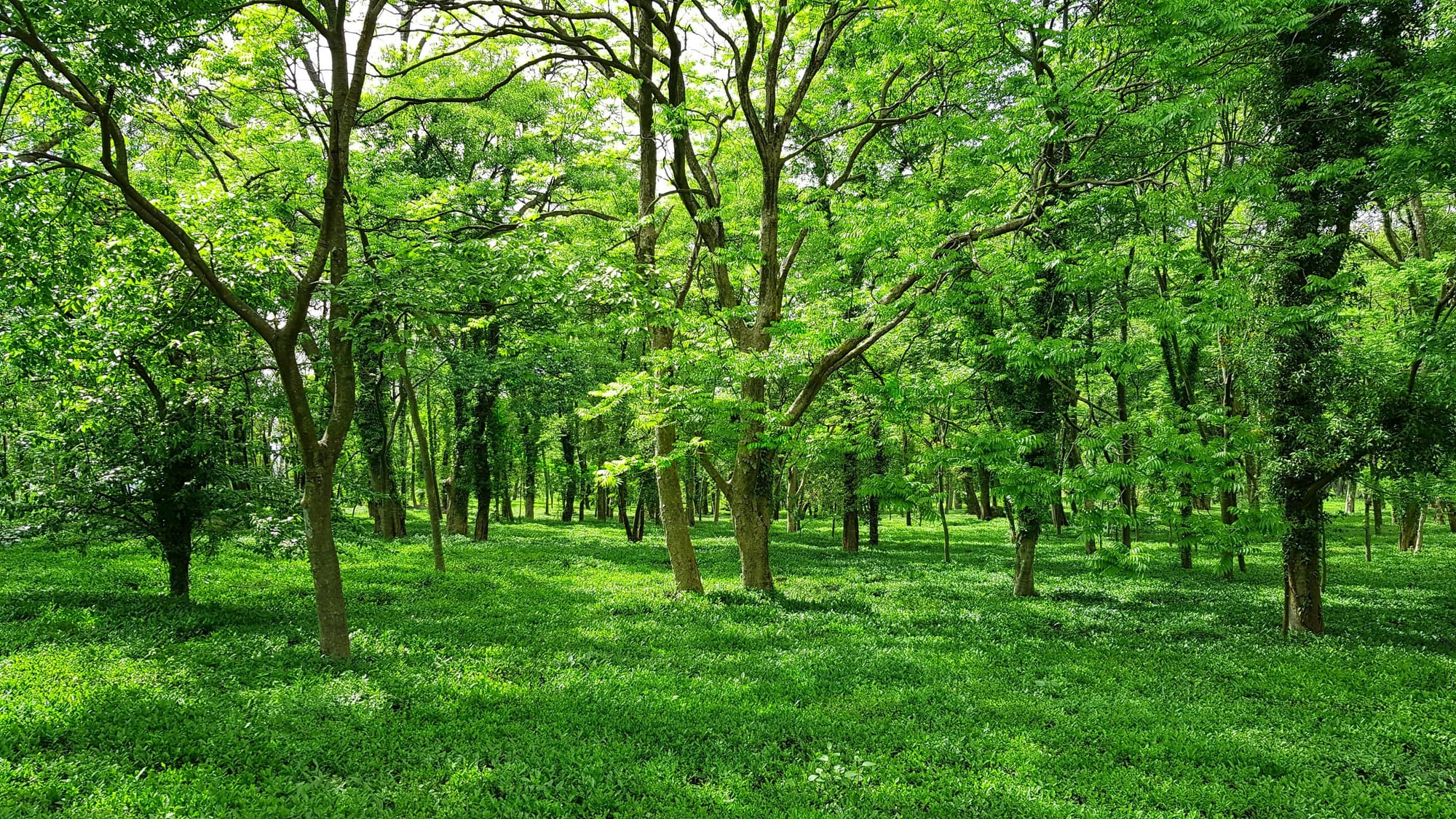 Mount Barker biodiversity offset scheme axed