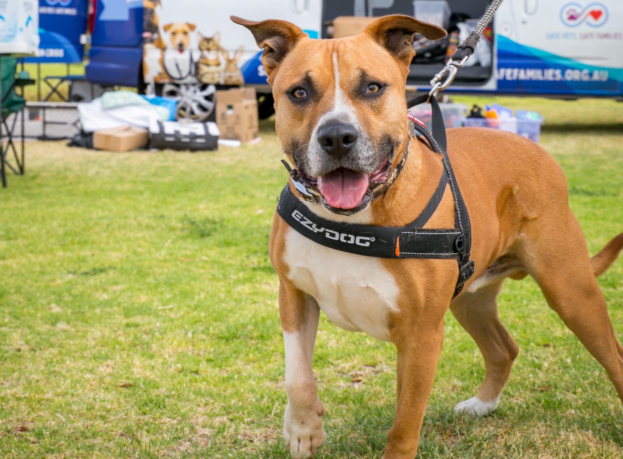A lifeline for pets and families