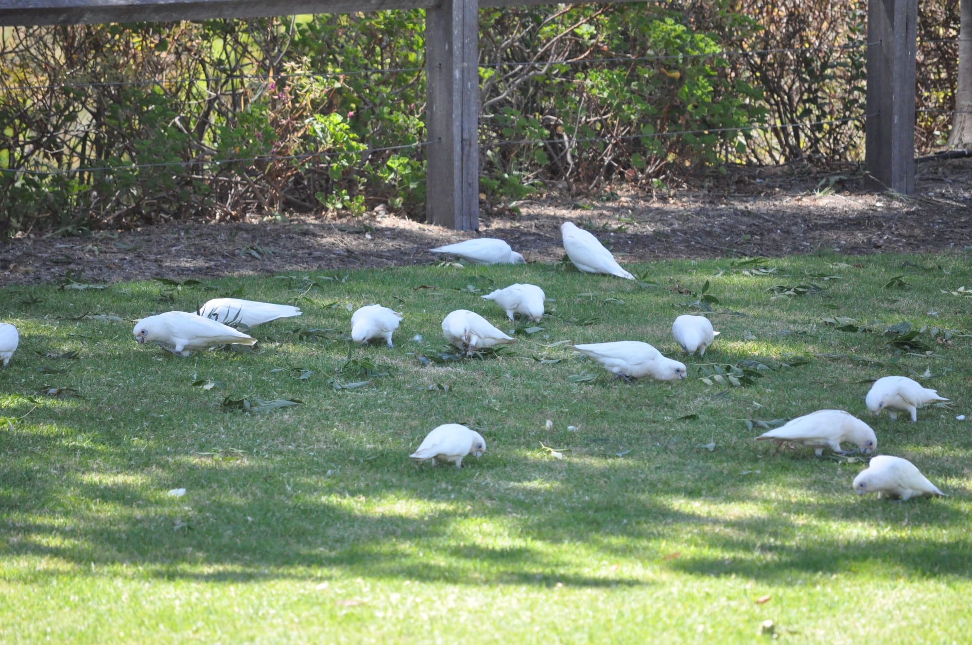 Council seeks plan to reduce corella numbers