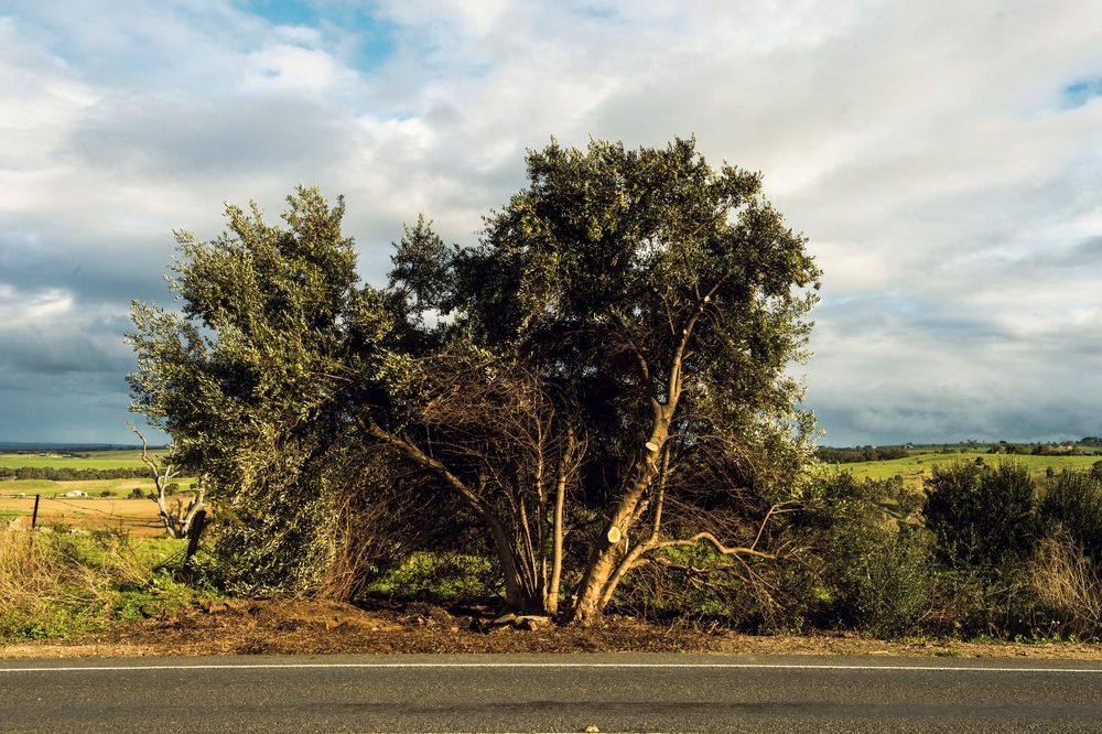 Bones found at Strathalbyn identified post image
