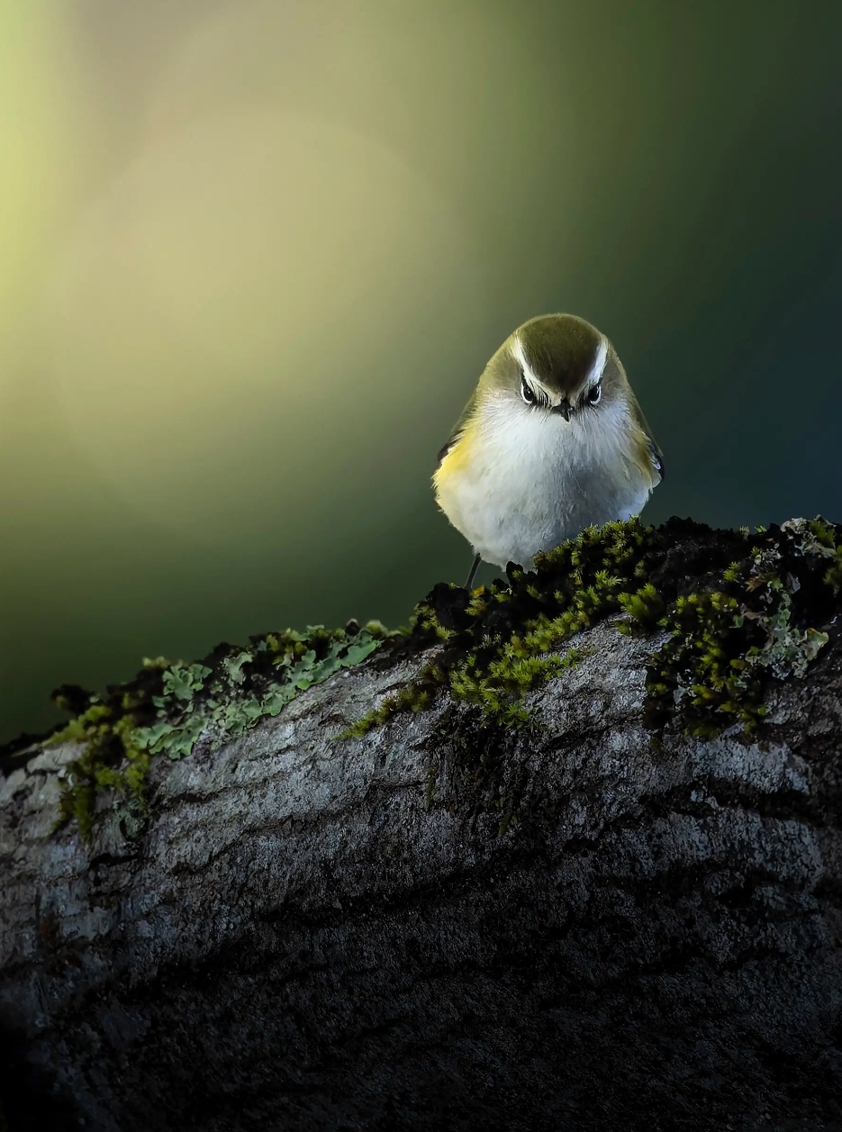 Mount Barker photographer ‘snaps’ up finalist spot post image