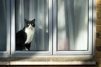 New by-law to keep Alexandrina felines cat-fined to the home post image