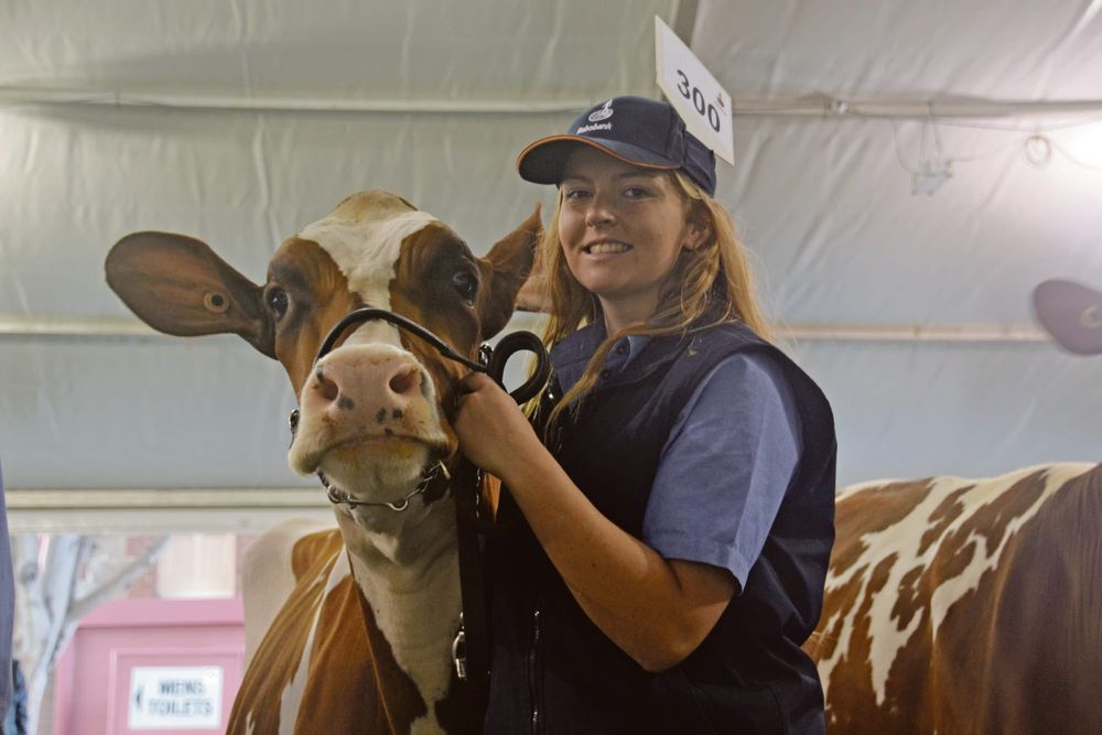 Cattle competition jumps hurdles post image