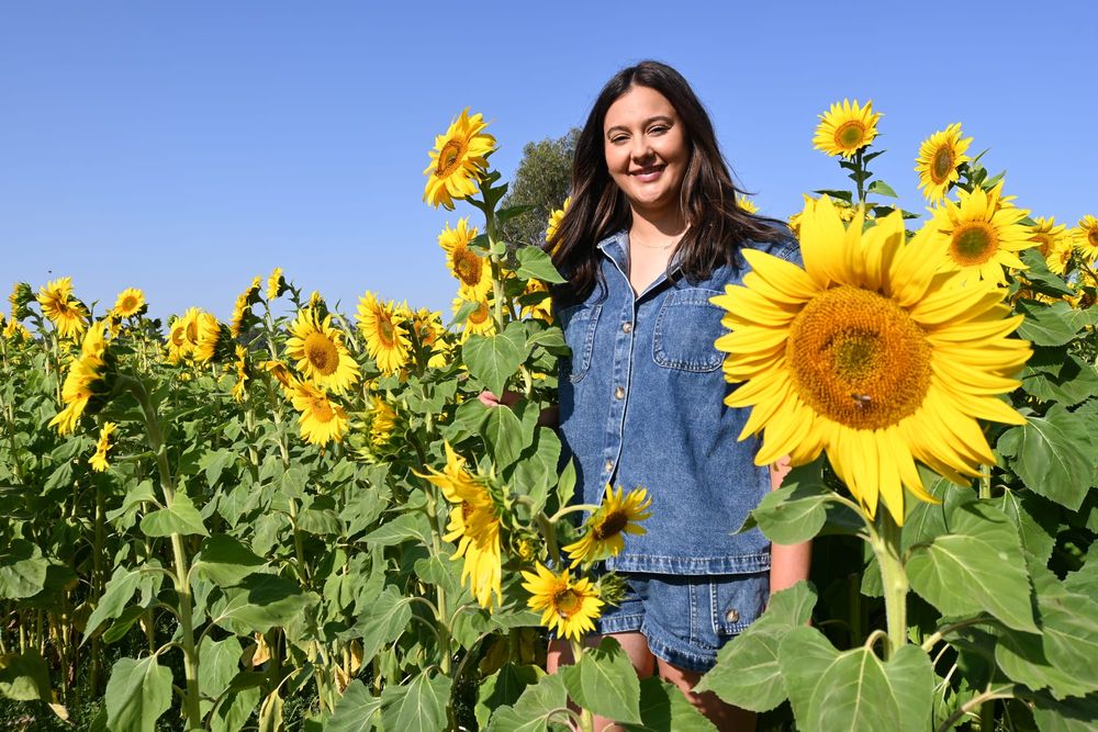Sunflowers in full bloom at Mt Compass post image