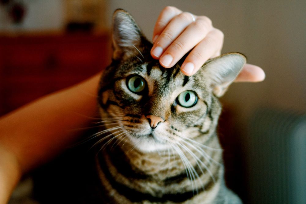 CLAW-ENFORCEMENT: Alexandrina Council endorses draft cat by-law post image