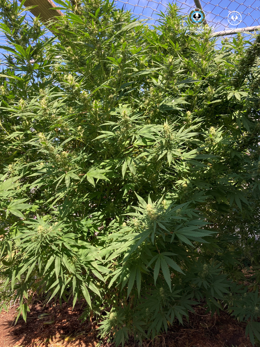 Murray Bridge man reported for cannabis following tip-off from the public post image