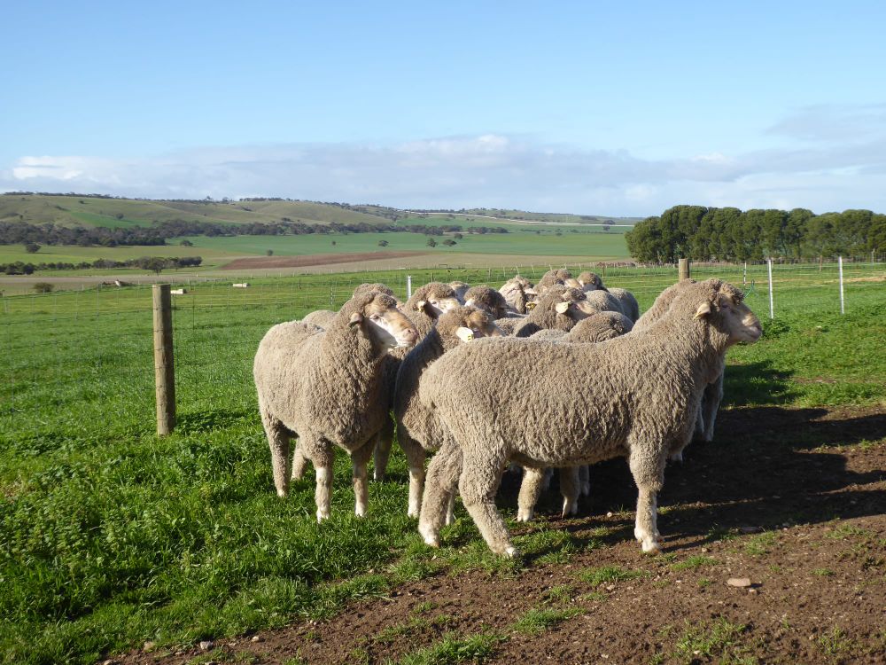Buyers set to flock to Lucernbrae ram sale to grab a baa-gain post image