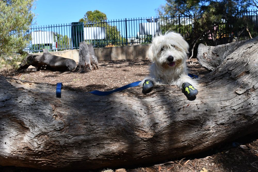 Three new friends arrive at Eastern Fleurieu post image