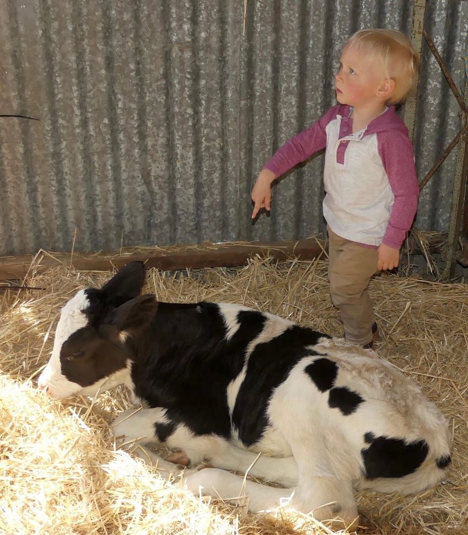 Port Elliot Show finally a goer after wet grounds cancellation post image