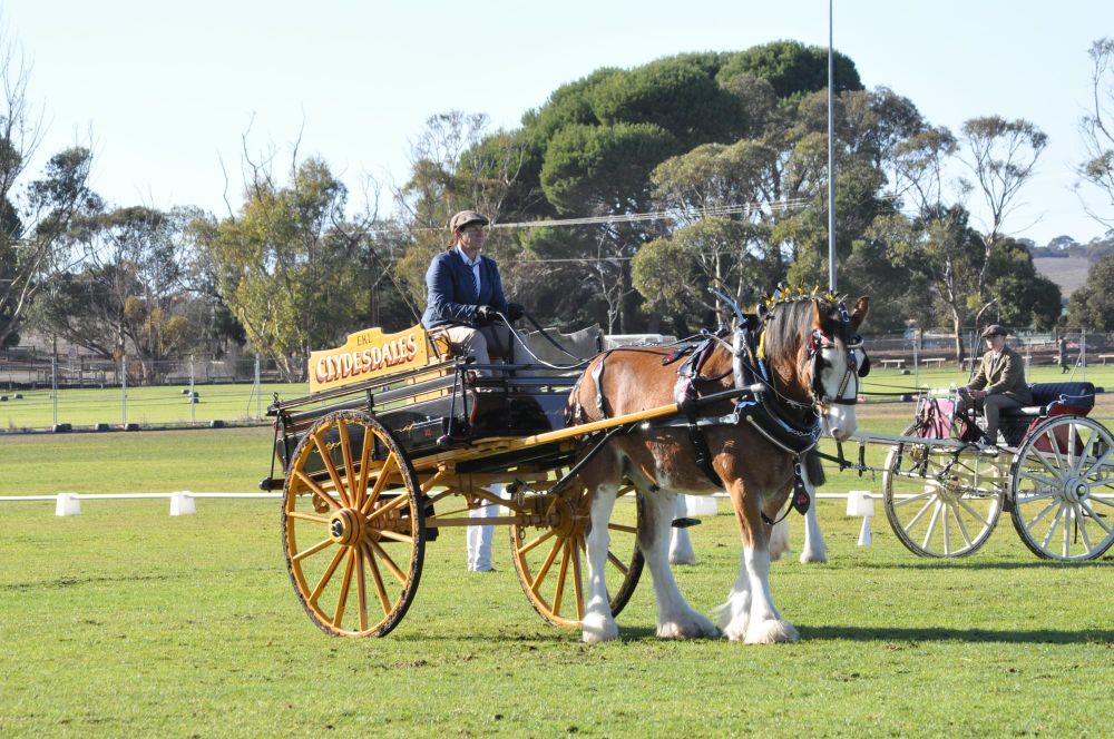 Heavy Horse Festival delights Strathalbyn post image