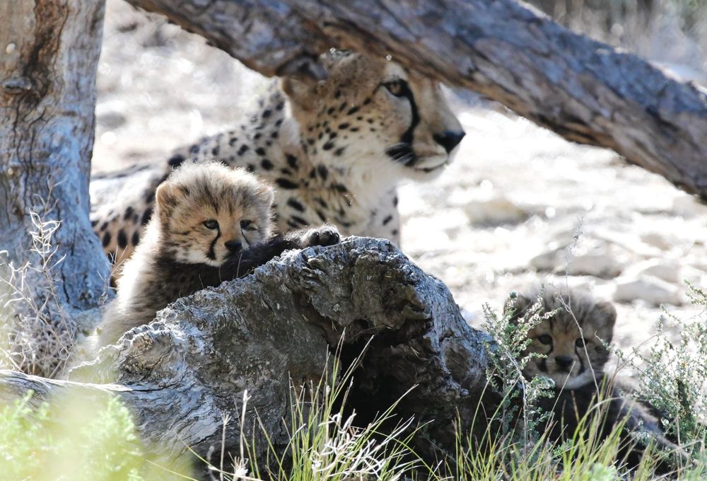 Monarto’s cheetah cubs recently spotted exploring the wild post image