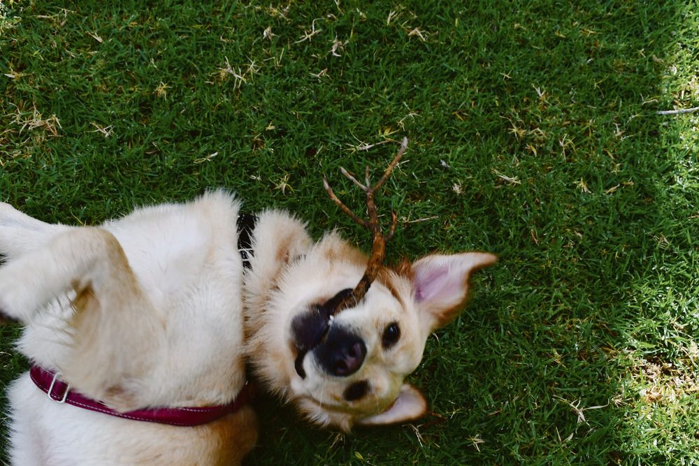 Council throws Alexandrina dog owners a bone post image