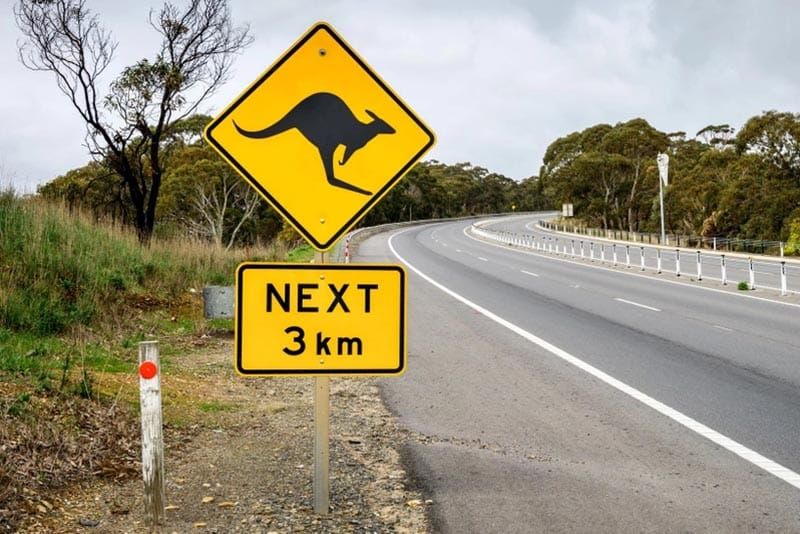 KANGA-BOOM... Mt Compass named in the worst locations for kangaroo crashes... post image