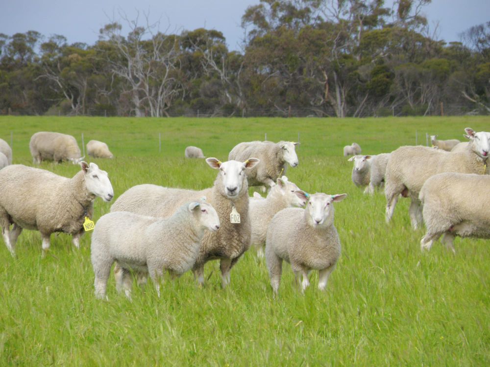 A good start, as Milang bureau visits Finniss stud post image