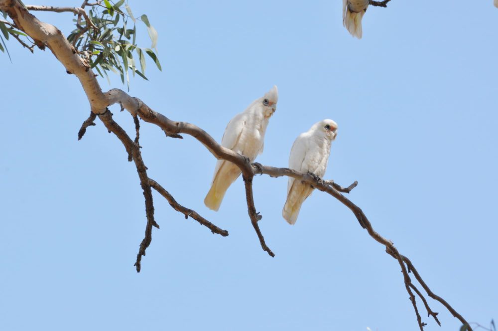 Community calls for action after corellas destroy cricket pitches post image