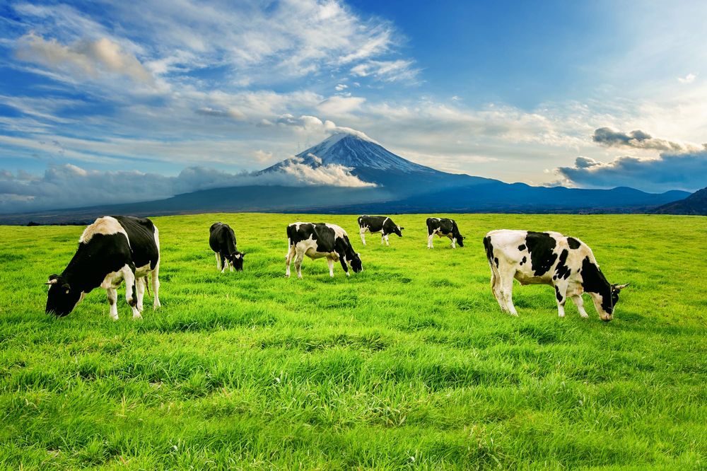 Another blow for dairy farmers post image