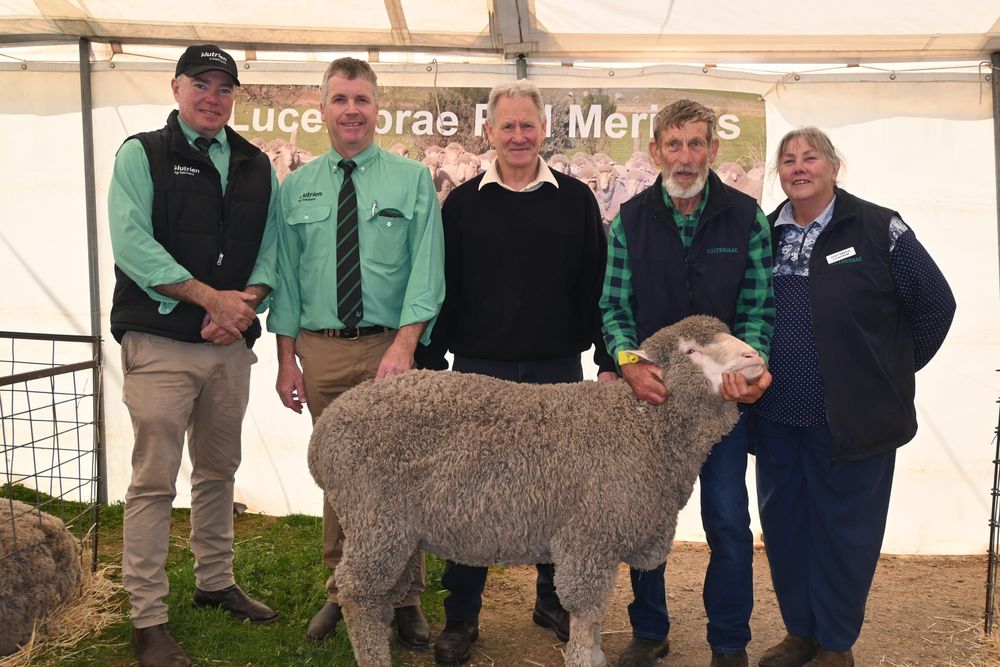 A baaa-eautiful annual stud sale sees 45 rams go out the door post image