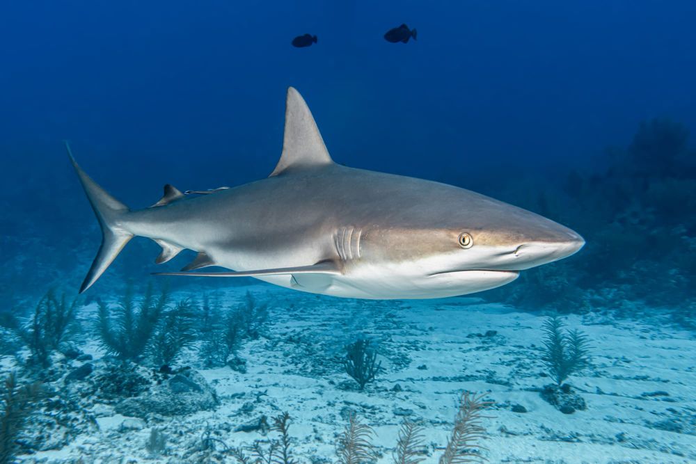 Shark patrols extended again post image