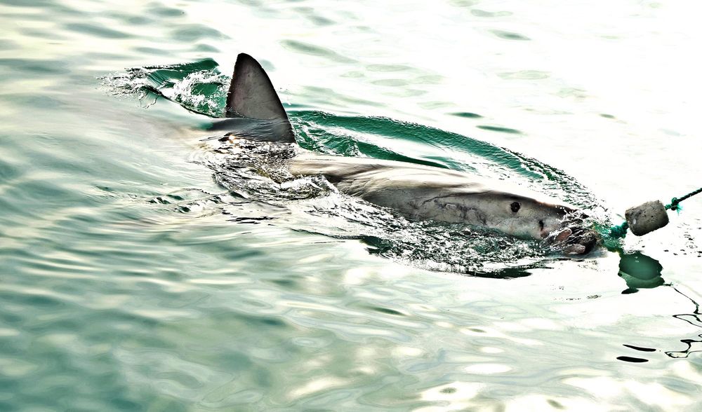 Shark patrols extended post image