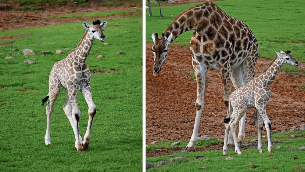 Monarto Safari Park’s newest giraffe spotted, name revealed post image