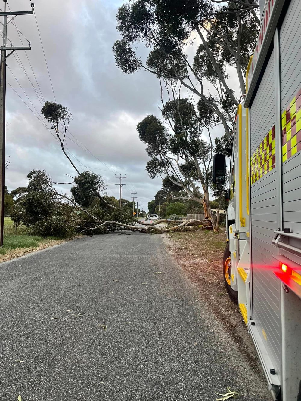 Trees down over Christmas post image