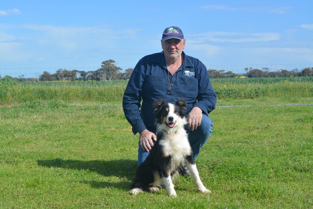 Su-paw-star pair to represent SA at sheepdog championship post image