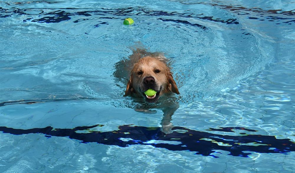 HAVING A BALL: Hounds takeover Strathalbyn Community Swimming Pool post image