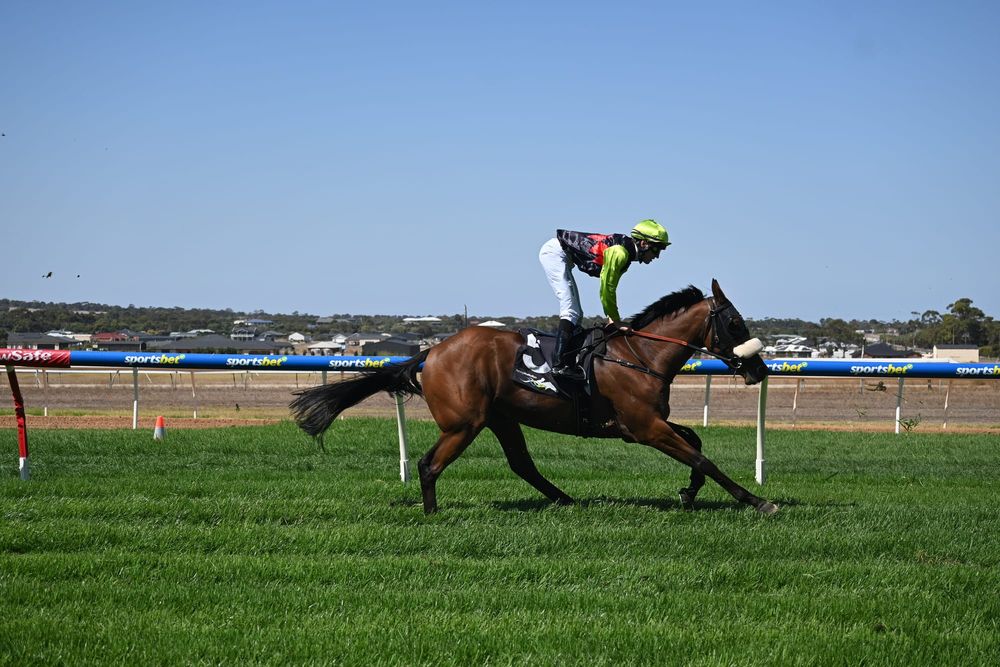 Local trainers win big at Publicans Race Day post image