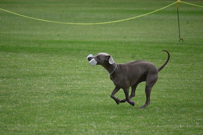 BOW WOW: Weimaraners scamper to Milang for Nationals competition post image